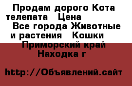  Продам дорого Кота-телепата › Цена ­ 4 500 000 - Все города Животные и растения » Кошки   . Приморский край,Находка г.